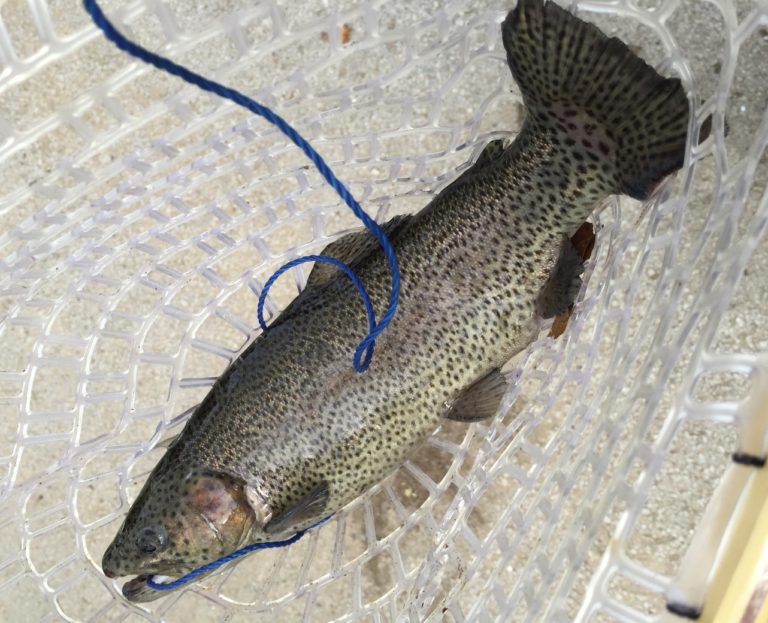 Rainbow Trout - Roaring River