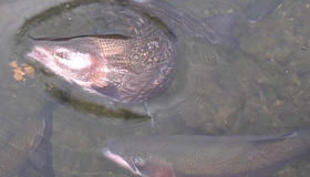 Lunkers in the Roaring River