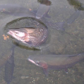 Lunkers in the Roaring River